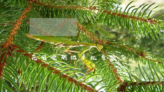 花呗逾期把手机号换了 花呗逾期把手机号换了
