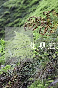 花呗逾期报警合法吗 花呗逾期报警合法吗