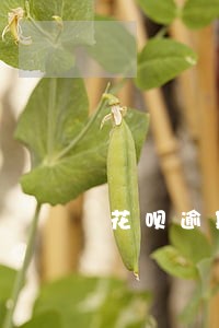 花呗逾期招商信用卡好办吗 花呗逾期招商信用卡好办吗