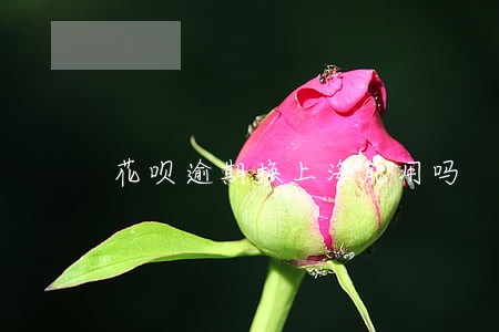 花呗逾期换上海能用吗 花呗逾期换上海能用吗