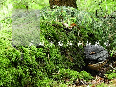花呗逾期换卡扣钱吗