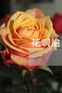 花呗逾期捷信能不能分期