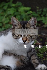 花呗逾期捷信能过 花呗逾期捷信能过