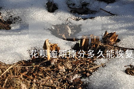 花呗逾期掉分多久能恢复