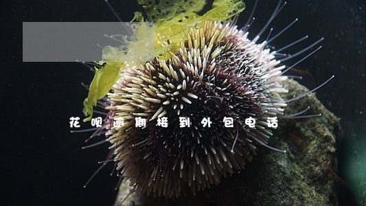 花呗逾期接到外包电话 花呗逾期接到外包电话