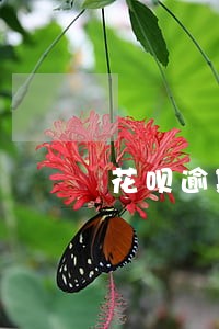 花呗逾期接电话 花呗逾期接电话