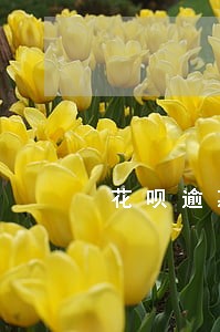 花呗逾期提前收回是真的吗 花呗逾期提前收回是真的吗