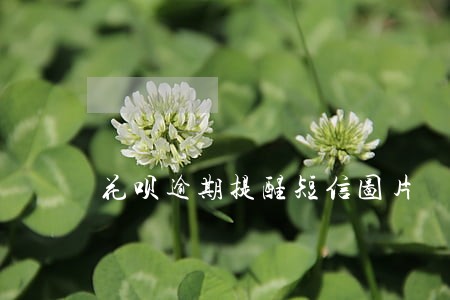 花呗逾期提醒短信图片 花呗逾期提醒短信图片
