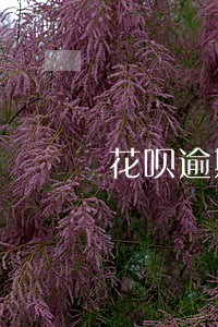 花呗逾期收利息高