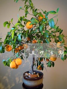 花呗逾期收到什么信息 花呗逾期收到什么信息