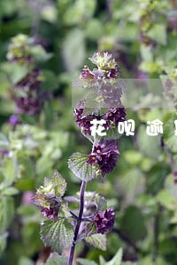 花呗逾期收到威胁电话怎么办