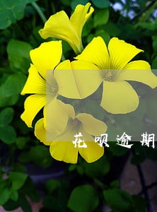 花呗逾期收到开庭通知 花呗逾期收到开庭通知