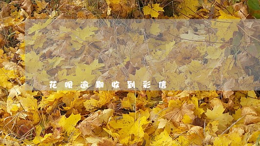 花呗逾期收到彩信 花呗逾期收到彩信