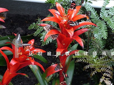 花呗逾期收到律师函说上门 花呗逾期收到律师函说上门