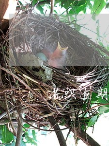 花呗逾期收到报案通知了