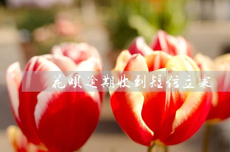 花呗逾期收到短信立案 花呗逾期收到短信立案