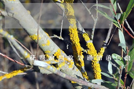 花呗逾期收到通知函信息 花呗逾期收到通知函信息