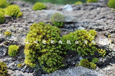 花呗逾期收款会有风险提示吗