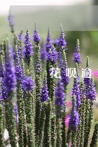 花呗逾期整容贷款可以贷吗 花呗逾期整容贷款可以贷吗