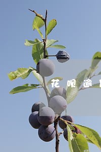 花呗逾期无法使用会不会被冻结 花呗逾期无法使用会不会被冻结