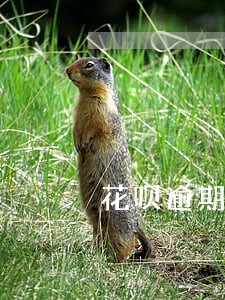 花呗逾期无法使用图片 花呗逾期无法使用图片