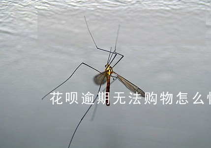 花呗逾期无法购物怎么恢复 花呗逾期无法购物怎么恢复