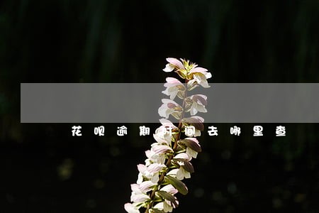 花呗逾期时间去哪里查 花呗逾期时间去哪里查