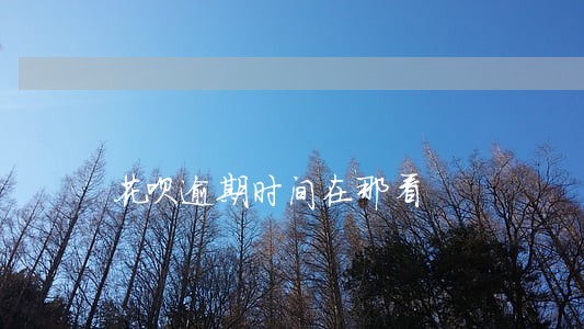 花呗逾期时间在那看 花呗逾期时间在那看