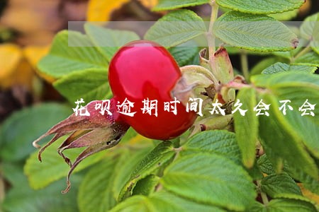 花呗逾期时间太久会不会邮寄来信 花呗逾期时间太久会不会邮寄来信