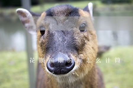 花呗逾期时间怎么计算 花呗逾期时间怎么计算