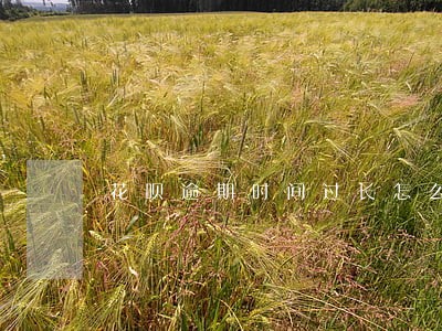 花呗逾期时间过长怎么办 花呗逾期时间过长怎么办