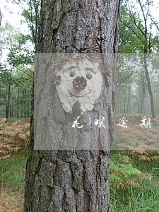 花呗逾期时间长会缩减额度吗
