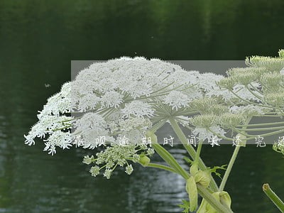花呗逾期时间长还完还能用吗