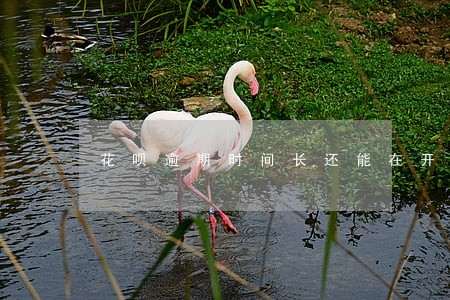 花呗逾期时间长还能在开通吗 花呗逾期时间长还能在开通吗