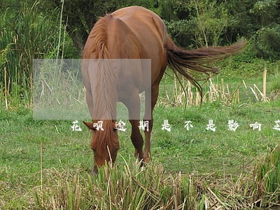 花呗逾期是不是影响芝麻分 花呗逾期是不是影响芝麻分