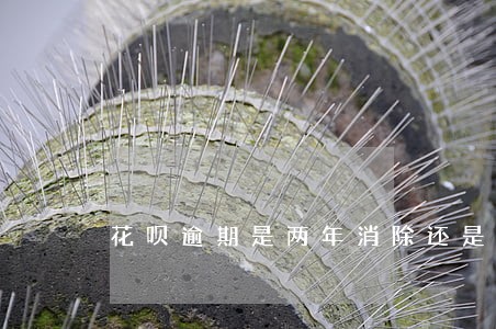 花呗逾期是两年消除还是五年 花呗逾期是两年消除还是五年