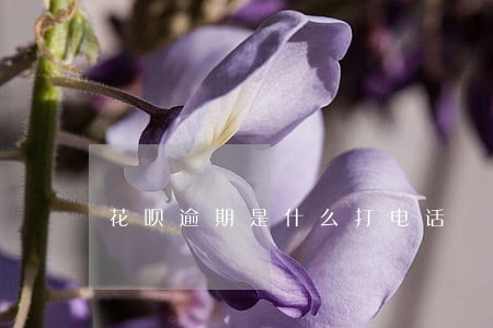 花呗逾期是什么打电话 花呗逾期是什么打电话