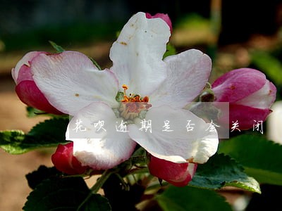 花呗逾期是否会关闭