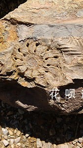 花呗逾期是否能使用备用金 花呗逾期是否能使用备用金