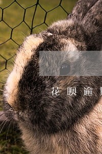 花呗逾期是哪里的电话催 花呗逾期是哪里的电话催