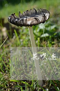 花呗逾期是多少罚息