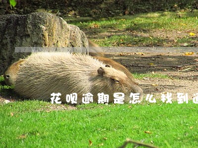 花呗逾期是怎么找到通讯录的 花呗逾期是怎么找到通讯录的