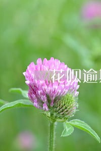 花呗逾期是消费金融发短信么 花呗逾期是消费金融发短信么