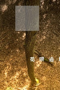 花呗逾期是第三方催收的吗 花呗逾期是第三方催收的吗