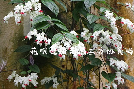 花呗逾期是第三方协商吗