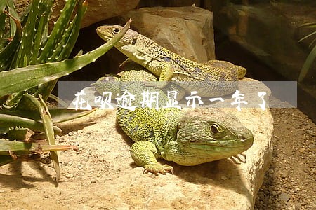 花呗逾期显示一年了