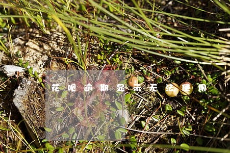 花呗逾期显示无法使用 花呗逾期显示无法使用