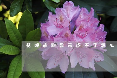花呗逾期显示还不了怎么办 花呗逾期显示还不了怎么办