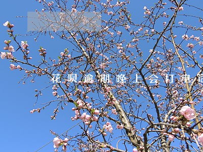 花呗逾期晚上会打电话吗 花呗逾期晚上会打电话吗
