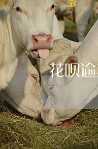 花呗逾期普惠分期能过吗 花呗逾期普惠分期能过吗